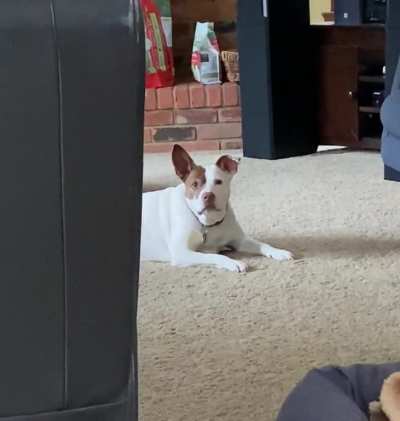 Absolutely fed up with not getting pets