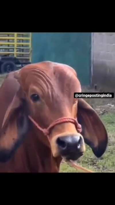The Brahma Bull?