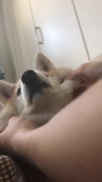 Stretchy Shiba