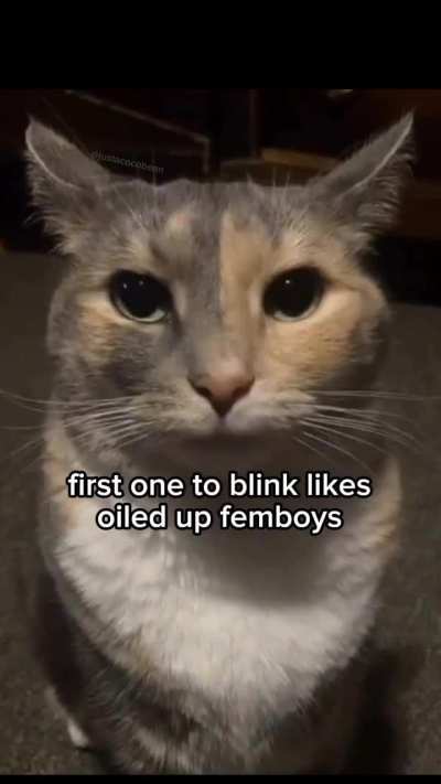 KITTY NOOooo