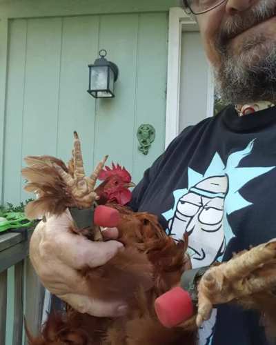 Spoiled Rooster