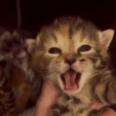 Angry Smol Kittens