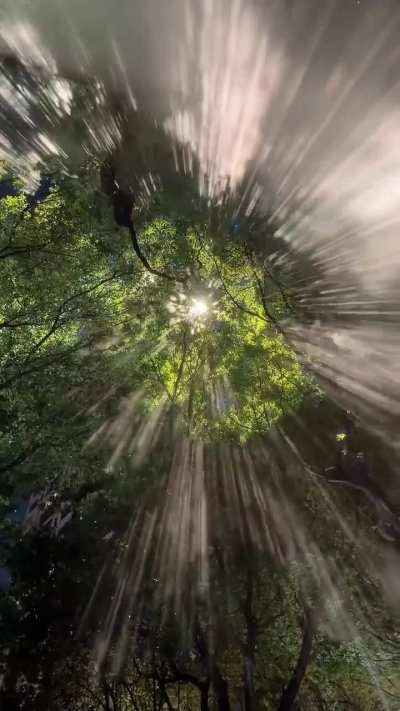 Great demonstration of Tyndall effect in a wooded area. This effect is characterised by scattering of beams of light by finely suspended particles of fog in the air.