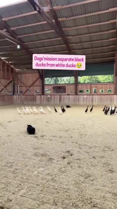 A pair of border collie segregate white from black ducks