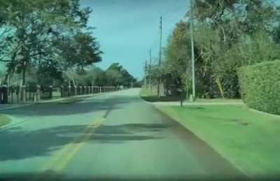 Bald eagle swooping, getting some road kill.