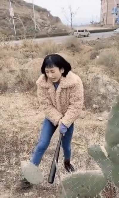 F U Cacti