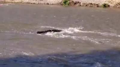 Log against the water