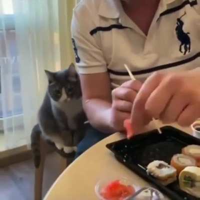 Do cats count on this