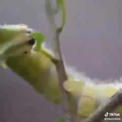 the :3 bug