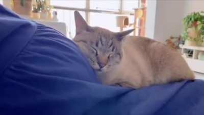 Cat finds out her mother is pregnant!!