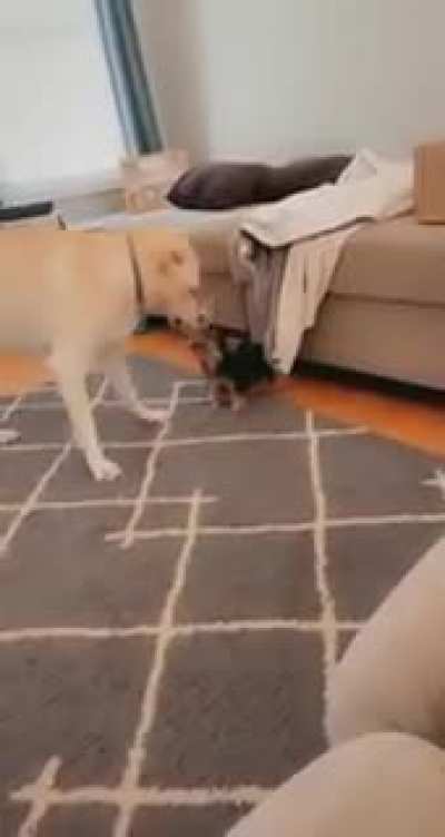 Big dude showing little dude no mercy in tug o war.