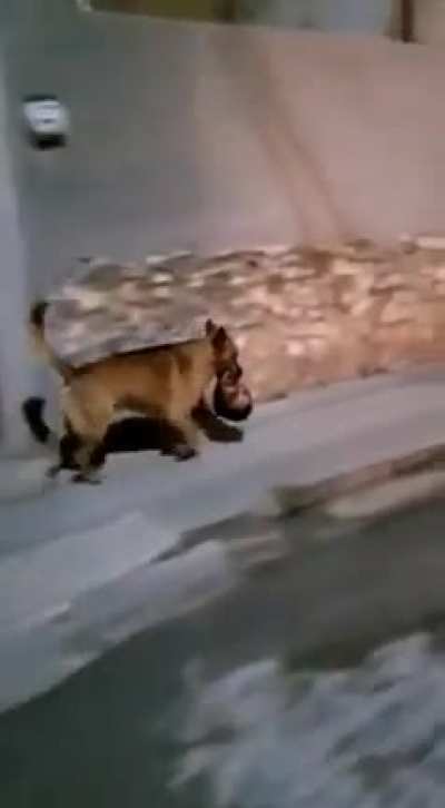 This dog literally carries a human head! I have no idea where he's going tho