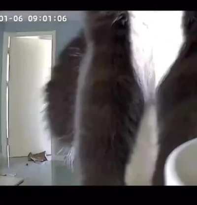 The person who looks for his cat through the room camera encounters a surprise.😅🤗