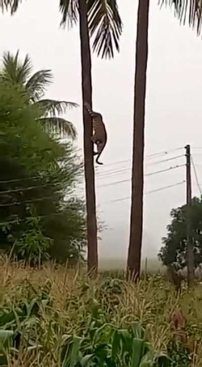 Watch leopard almost climbs down the tree..