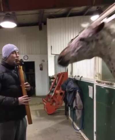 Cruise the horse enjoys Native American flute music...