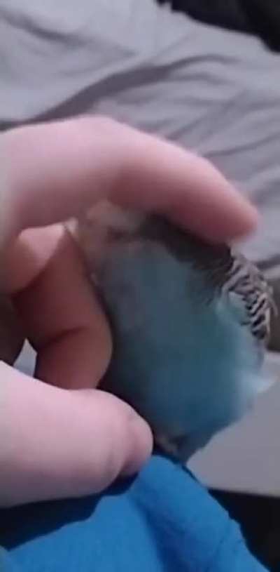 this is an absolute revelation. I've owned 4 budgies and the last 3 in my life time NEVER let me do this. I've been trying to make her comfortable for the longest time with time and effort and it payed off