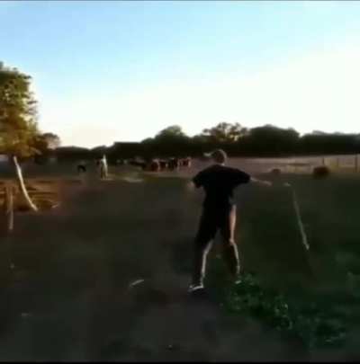 The Cowboy