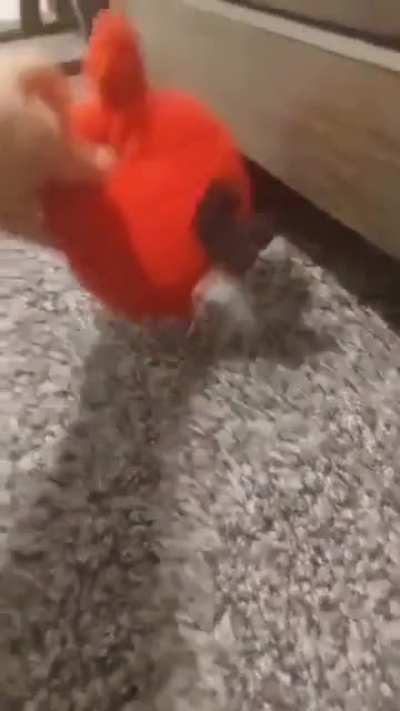 anibird