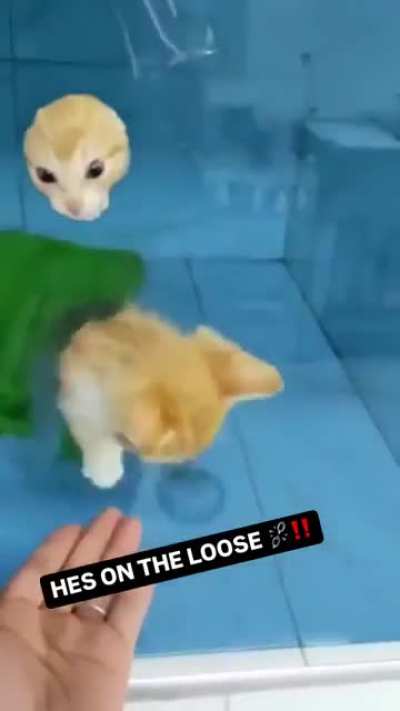 Wunky escape artist