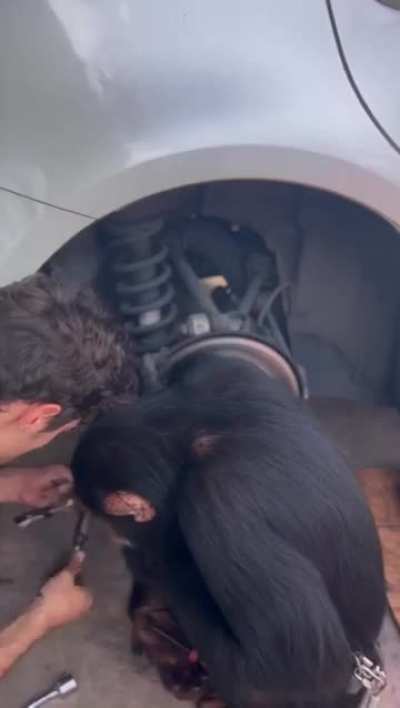 Chimpanzee helps out a mechanic