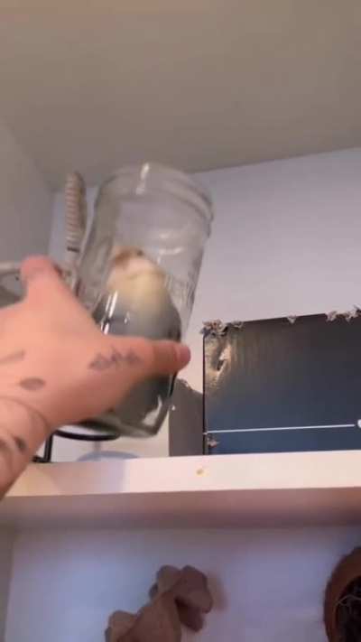 One birb one jar