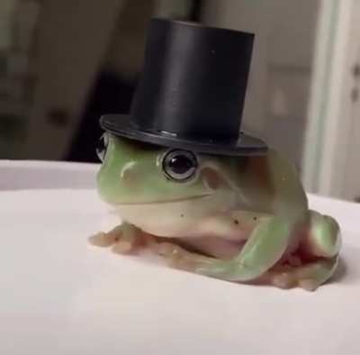 Que sapo bonitinho