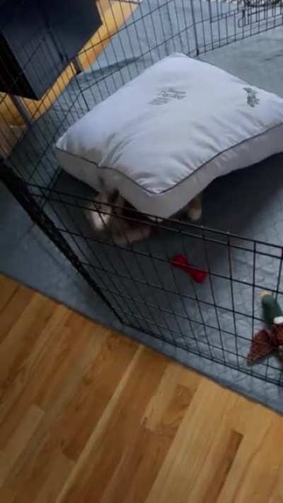 Puppy yells at bed