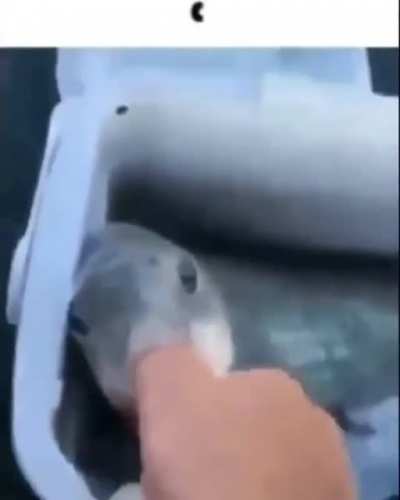 wholesume_irl