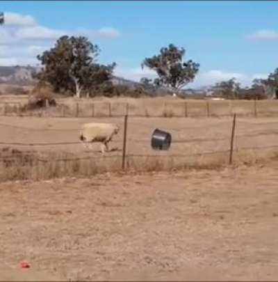 Idiot fighting a bucket
