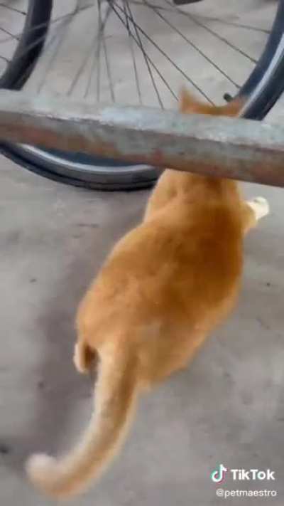 o gato bugo