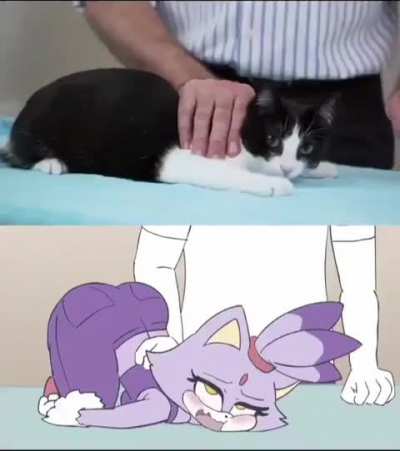 kitty lover