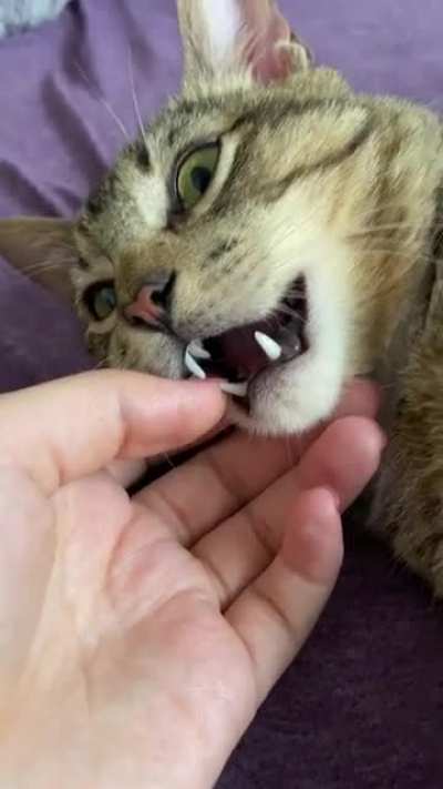 Bites and cuddles