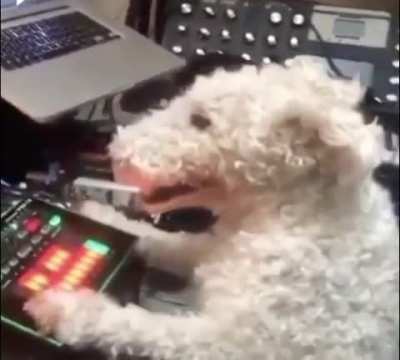 What da dog doin ?