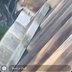 Australia, the home of suicidal animals