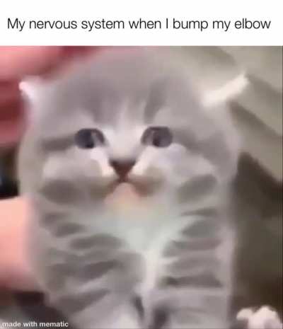 Nervous system go brrrr