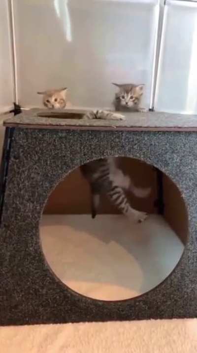 The kitty rescue team came too late