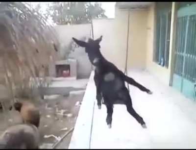 Burro en columpio