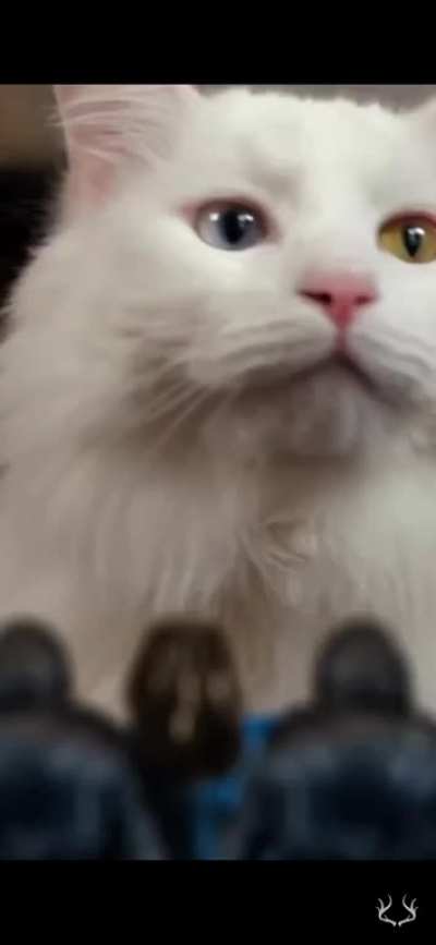 When the cat jumps on the table