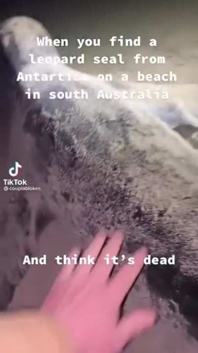 Man finds Sea Lion, not a dead one though