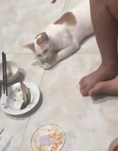 Cat fakes sleep to steal fish