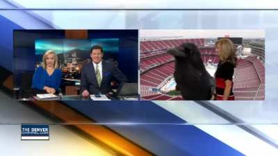 Bird Photobombs Meteorologist