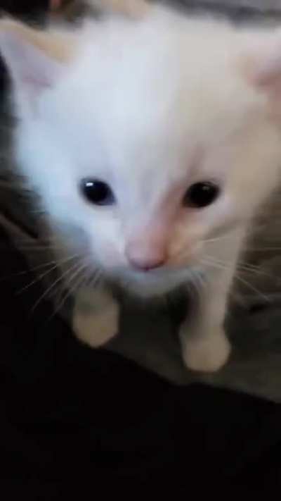 baby cat