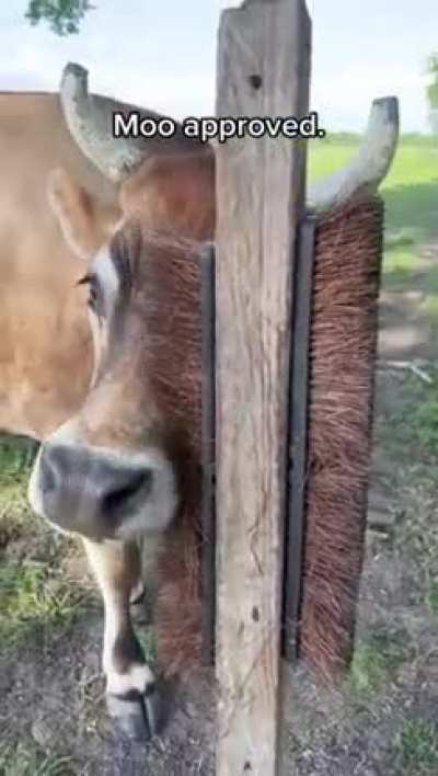 Ain’t no cow like a happy cow!