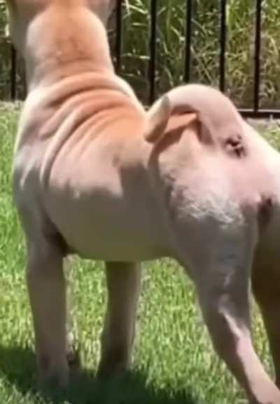 Blursed_bark
