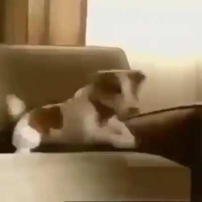What da dog doing?