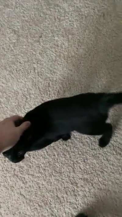 Henry wants pats!