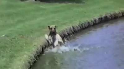 Great Danes are so clumsy sometimes