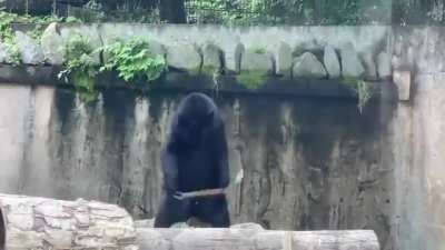 Bear training