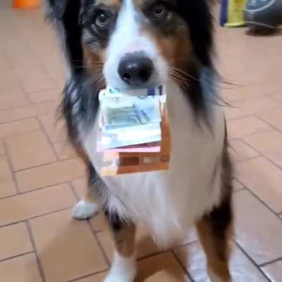 Cute dog does a trick