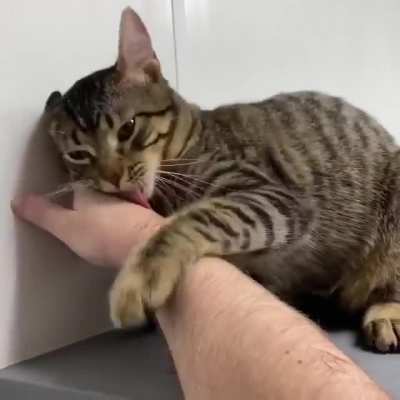 In the Before Times, I volunteered at an adoption center. I think the cat liked me.